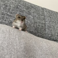 はむちゃん