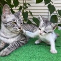 元気いっぱいなサバトラちゃん(メス)