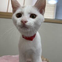 ココ