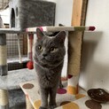 今度こそ幸せに。多頭飼育崩壊からのレスキュー