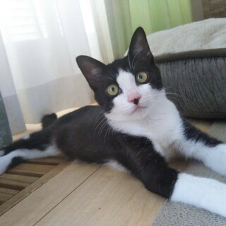 黒白ハチ割れ遊ぶの大好きチビちゃんです