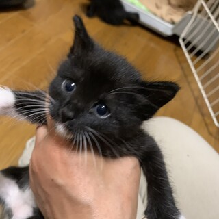 かわいい！！黒白タビちゃん♀１ヶ月