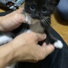 かわいい！！黒白タビちゃん♀１ヶ月 サムネイル2