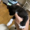 かわいい！！黒白タビちゃん♀１ヶ月 サムネイル3
