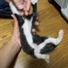 かわいい！！黒白タビちゃん♀１ヶ月 サムネイル4