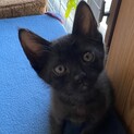 里親募集中 黒猫ちゃん 生後約2ヶ月 男の子