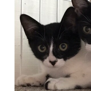 可愛いハチワレの男の子です