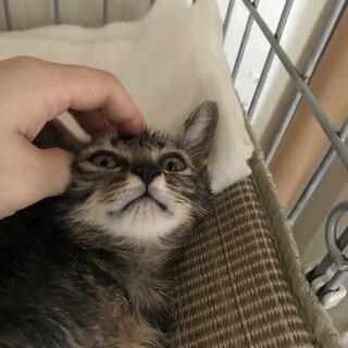 今季は最後の入園ニャンかな（╹◡╹）