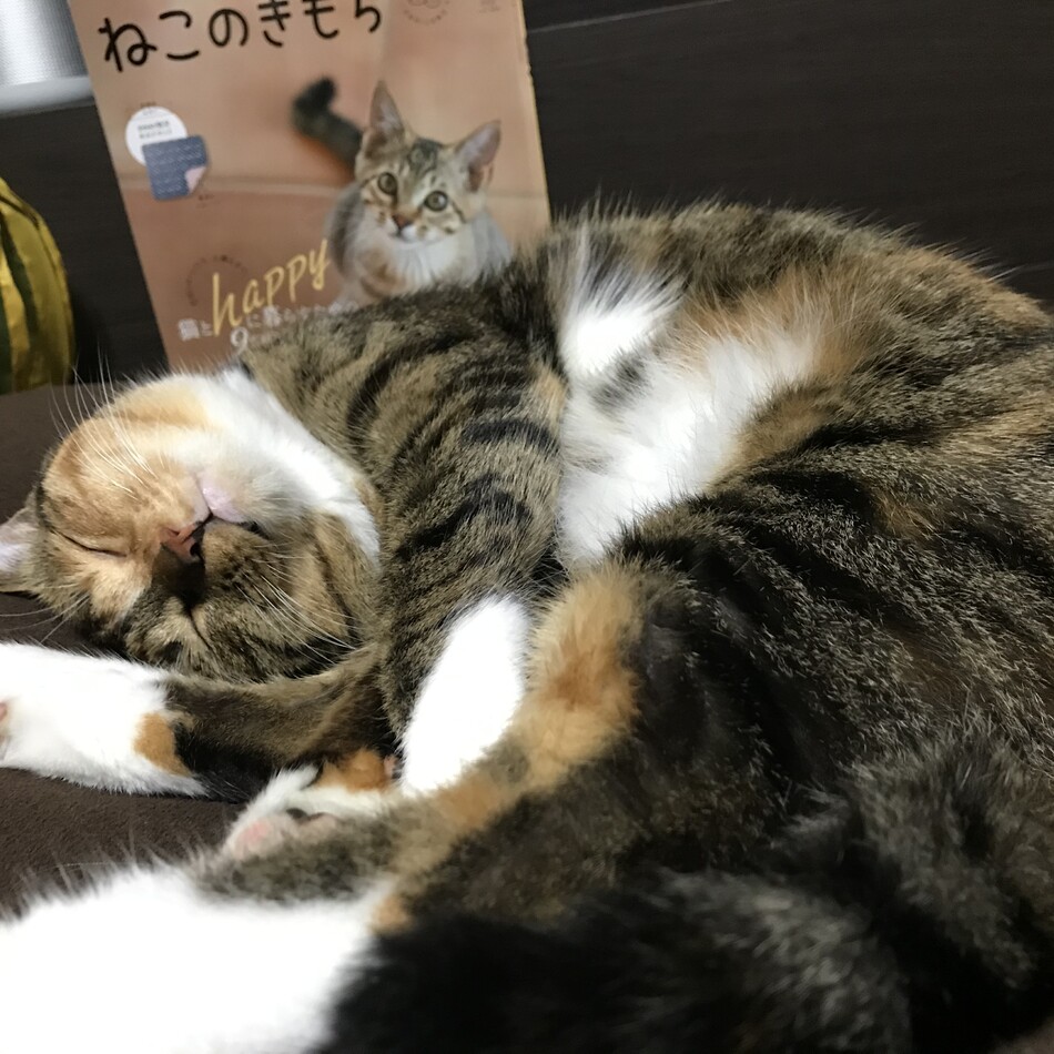 甜甜のカバー写真
