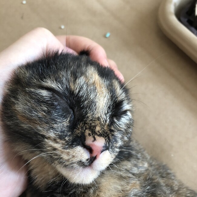 ちゃのゆのカバー写真