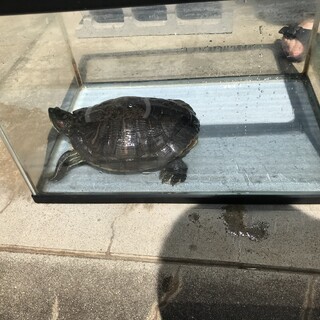 里親さん募集中！