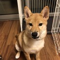 柴犬生後5カ月