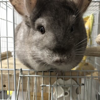 シナモン、男の子