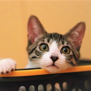 人慣れ抜群！超甘えん坊のスリゴロ王子