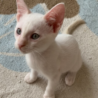 募集停止。ブルーアイ白猫男子★ムース