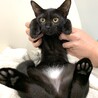 若くて優しい親子猫♪ サムネイル3