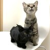 若くて優しい親子猫♪ サムネイル5