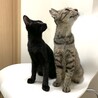 若くて優しい親子猫♪ サムネイル6