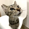 若くて優しい親子猫♪ サムネイル7