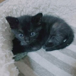 第１回ねこ心譲渡会 サムネイル3