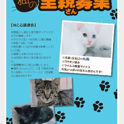 第１回ねこ心譲渡会 サムネイル1