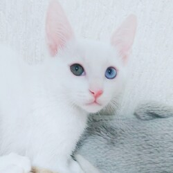 第１回ねこ心譲渡会 サムネイル2