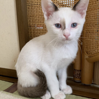 ブルーアイ綺麗なポイント柄の男子★モカ