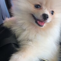 もち郎