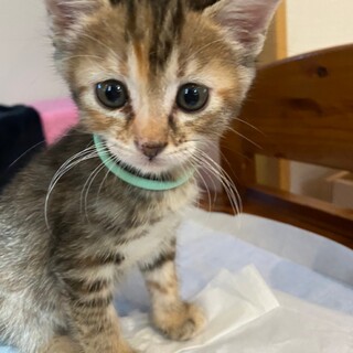 募集停止素敵なキジトラ女子★プミラ