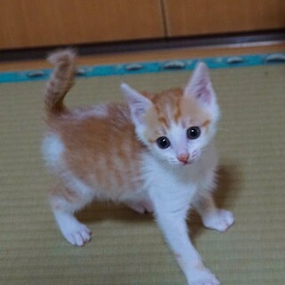 可愛い茶白くん センターから引き出しました