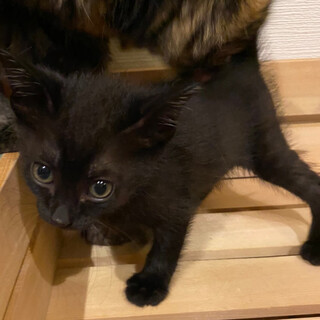 募集停止　甘えん坊ですよ★アイビー