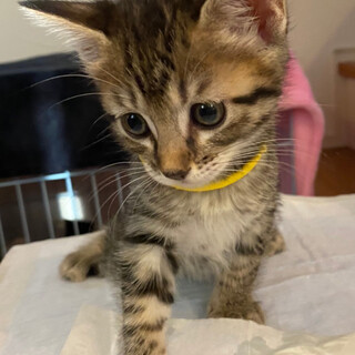 募集停止キジトラ人気の女子★ぺぺ