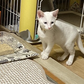 真っ白でブルーアイの美猫くん