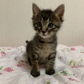(7兄妹)甘えん坊のキジトラ男の子①