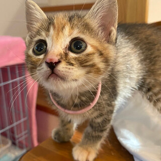 募集停止丸顔系ちょいサビ色顔★ロミア