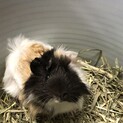 アビシニアンモルモット 生後5ヶ月人馴れしてます✨