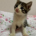 (7兄妹)のんびり屋さんのキジシロ女の子⑥