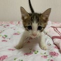 (7兄妹)ちょっと臆病なキジシロの女の子⑦