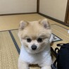 有本