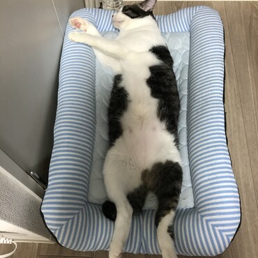 寝相、かわいい