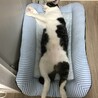 寝相、かわいい