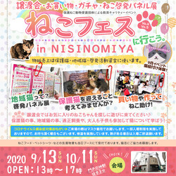 ニャンだらけの部屋へようこそねこフェスin西宮