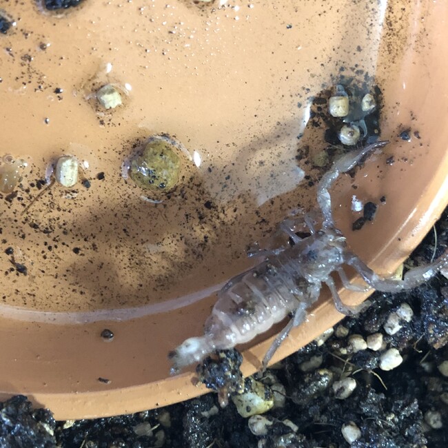 とっとむのカバー写真