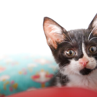 男の子。生後2ヶ月。