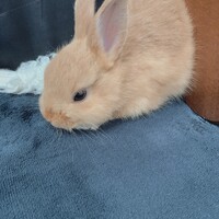 クロミ