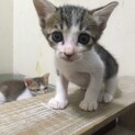 おチビなスイーツ双子ちゃん♪
