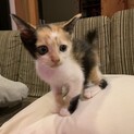 【里親交渉中】三毛子猫