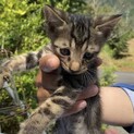 アメショ風 子猫