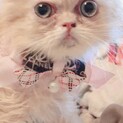 ペルシャ子猫ちゃん御家族募集