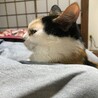 ネコビバ